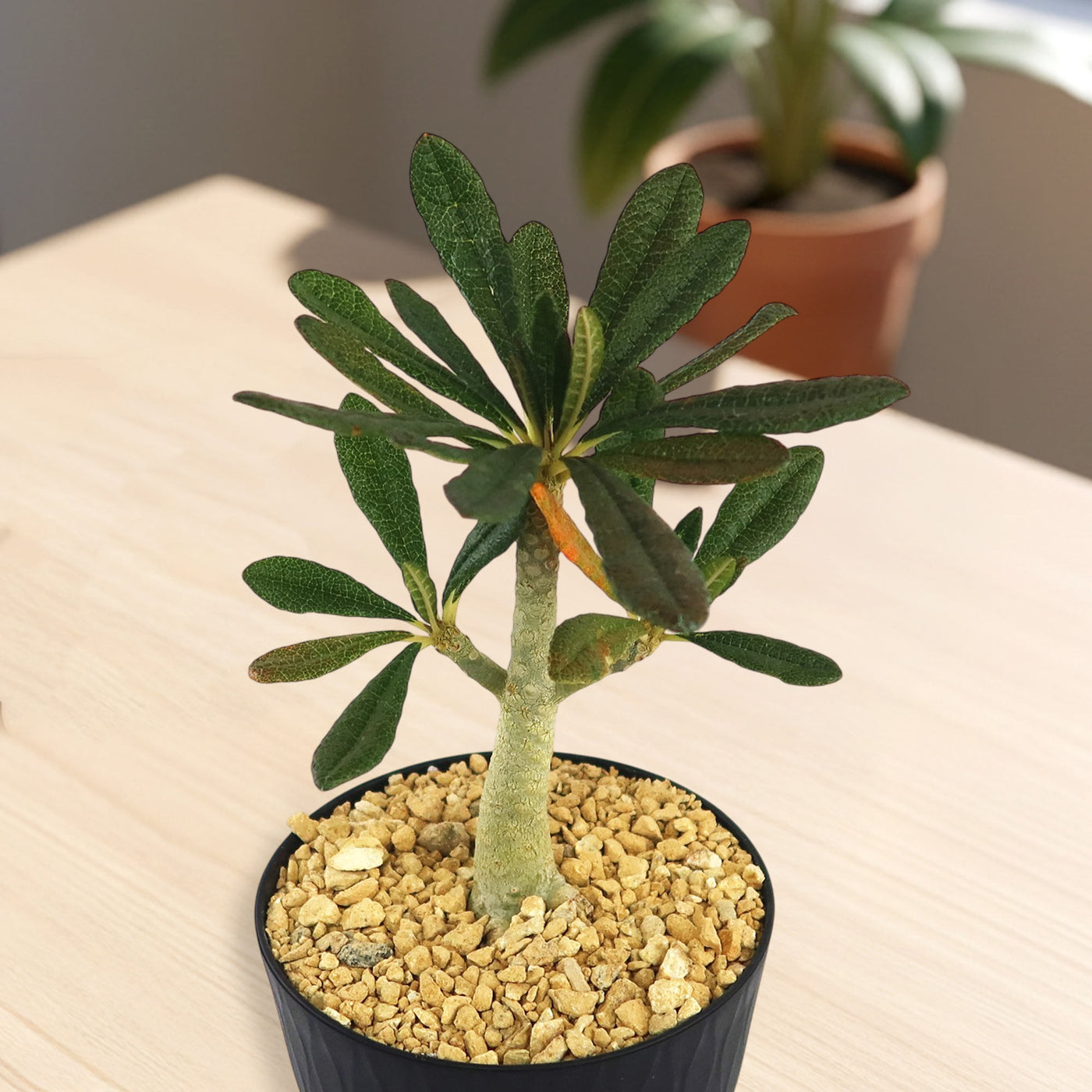 Beautiful Dorstenia Gigas | Socotra Fig Tree | Buy Yours at Planet