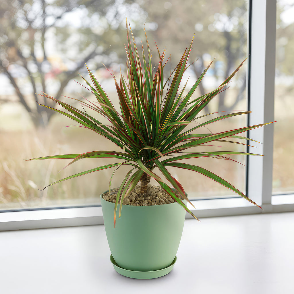 Bicolor Dragon Tree - Dracaena marginata ‘Bicolor’