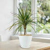 A potted Kiwi Dragon Tree with slender green leaves edged in red sits on a wooden table in a bright, sunlit room.