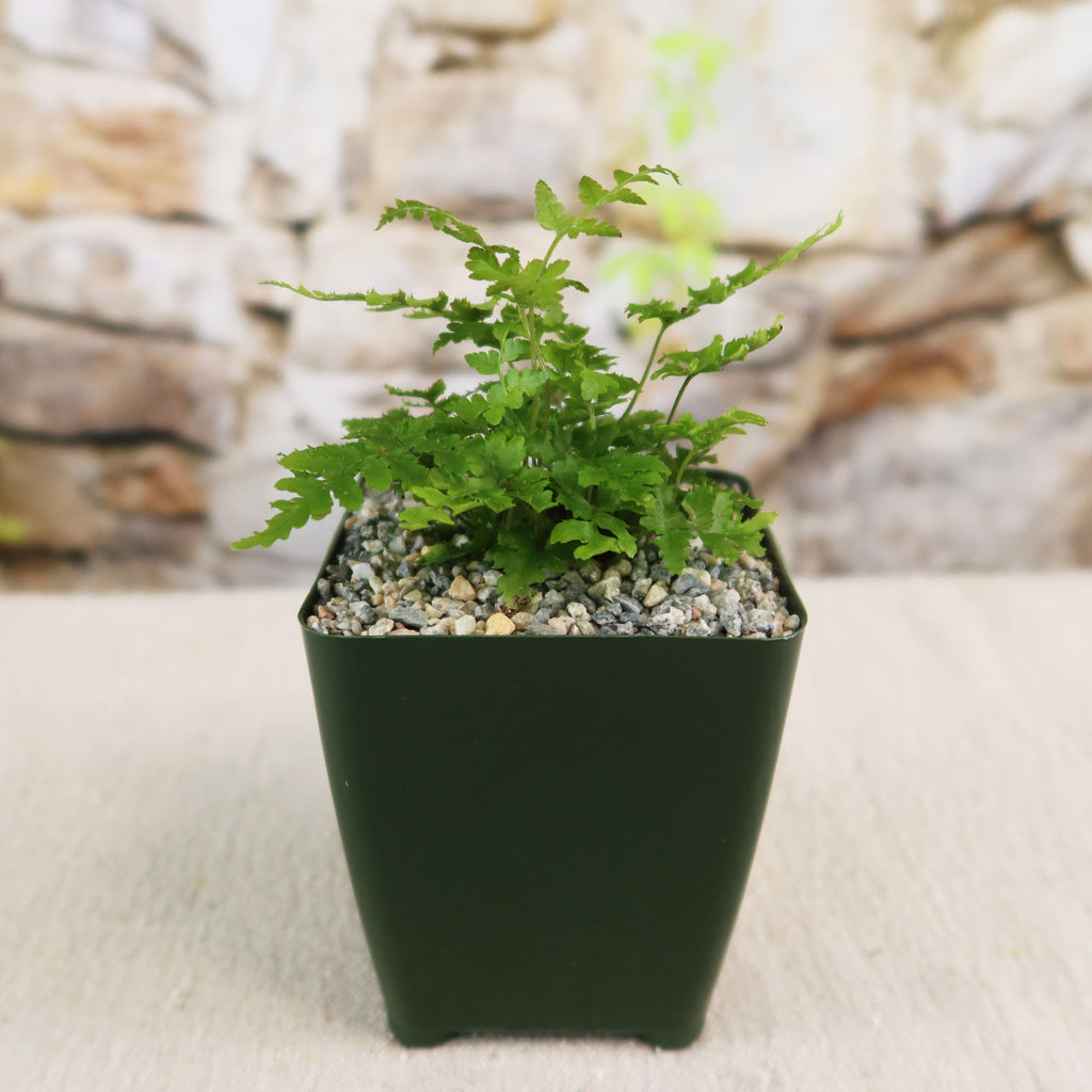 Autumn Fern ‘Dryopteris erythrosora’
