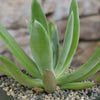 Dudleya candida