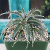 Dyckia Brittle Star