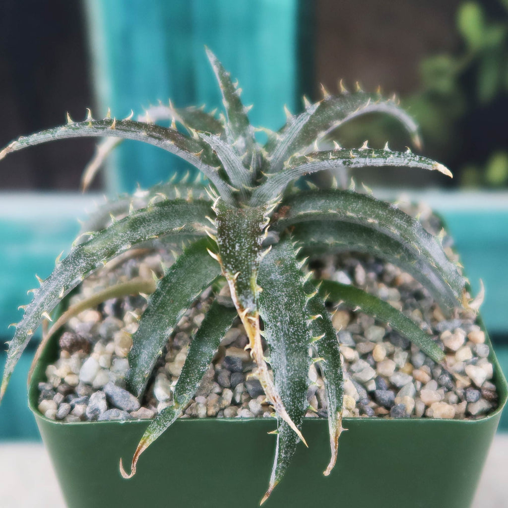 Dyckia Brittle Star