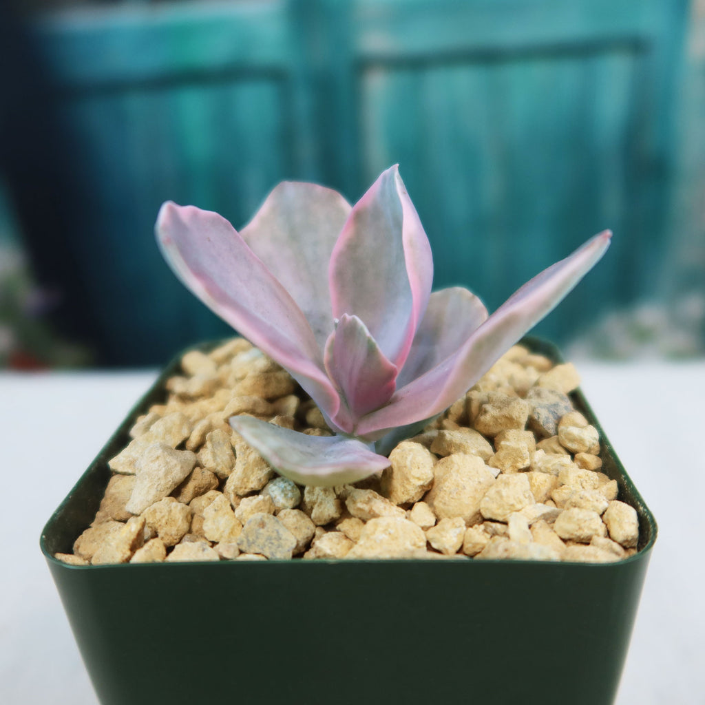 Echeveria decora