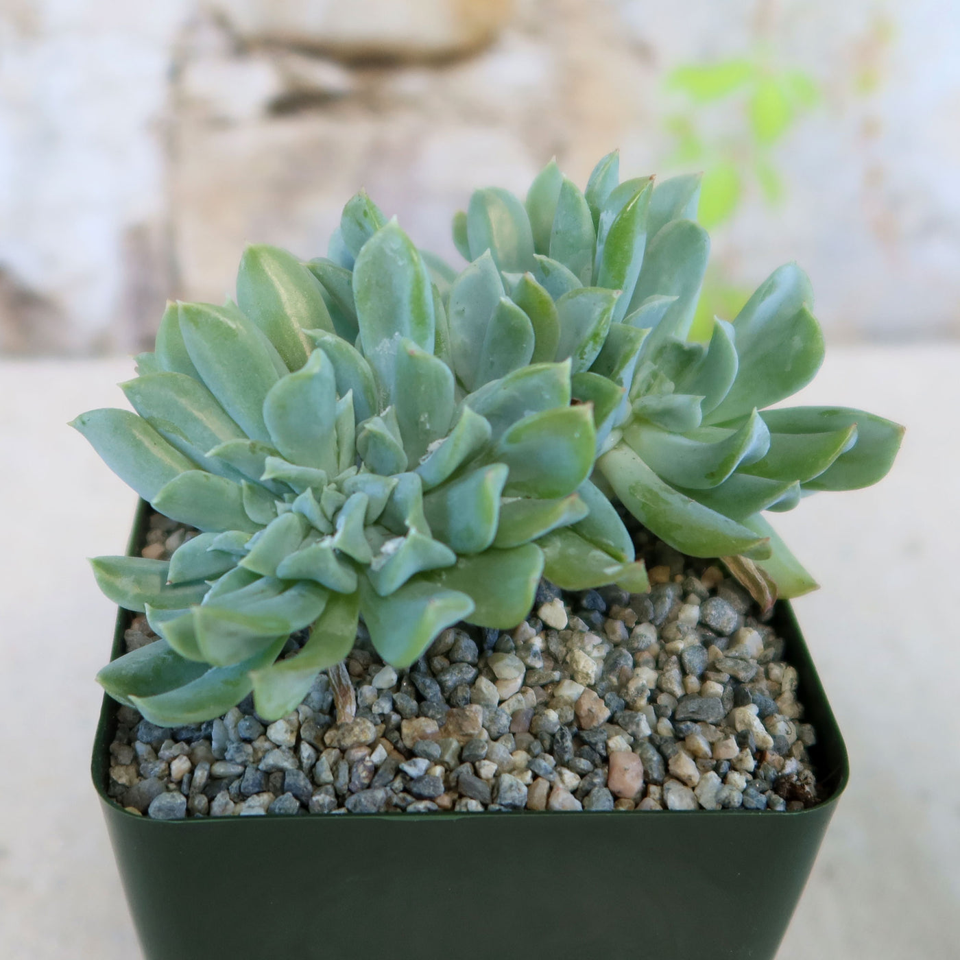 succulent cristata Echeveria topsy turvy cristata