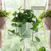 Golden Pothos ‘Epipremnum aureum’