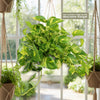 Pothos Patricio Plant - Epipremnum aureum &