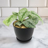 Satin Pothos &