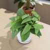 Cebu Blue Pothos Plant - Epipremnum pinnatum ‘Cebu Blue’