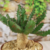 Euphorbia squarrosa