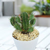 Euphorbia aggregata