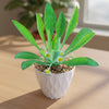 Euphorbia bupleurifolia