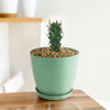 Euphorbia fasciculata schoenlandii