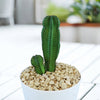 Euphorbia anoplia tanzania zipper plant