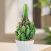 Fairy Castle Cactus (Acanthocereus Tetragonus Monstrose) in a white pot, adding charm and character to any indoor space.