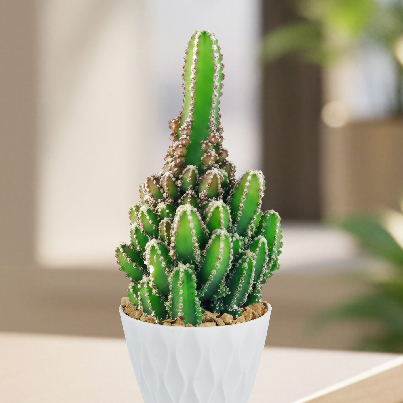 Shop 'Fairy Castle Cactus - Acanthocereus Tetragonus Monstrose' Care & Info 