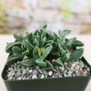 Faucaria bosscheana Haagei