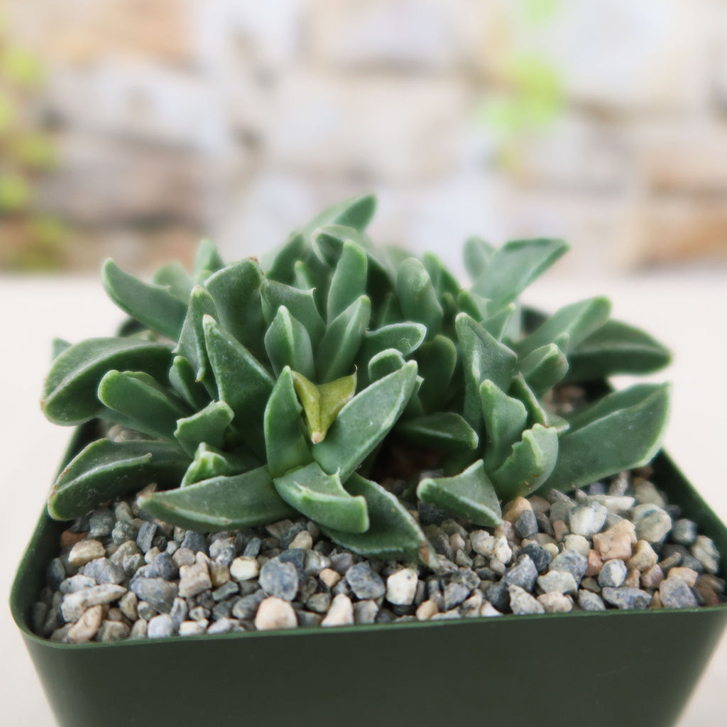 Faucaria bosscheana Haagei