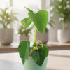 Ficus brandegeei
