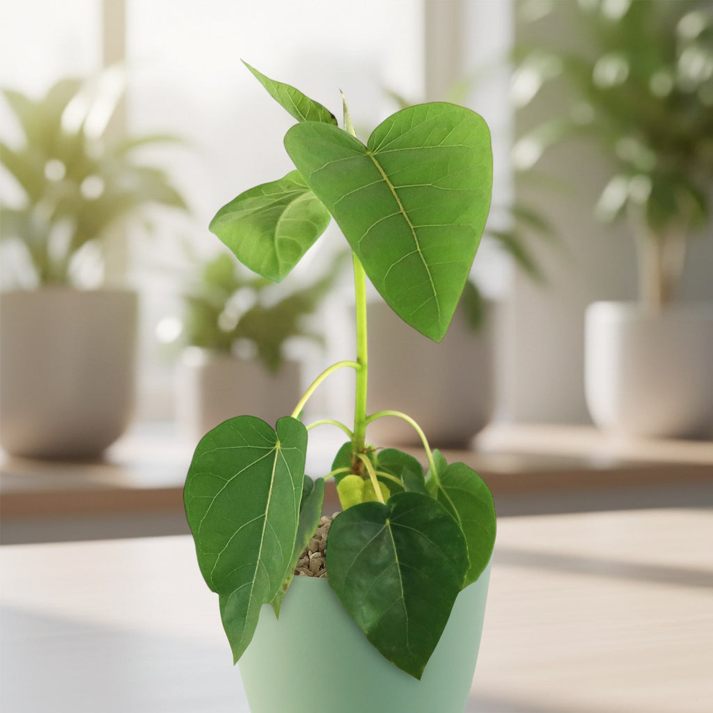 Ficus brandegeei