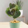 Ficus petiolaris fig rock