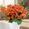 Flaming Katy Plant - Kalanchoe blossfeldiana