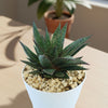 Gasteria Flow