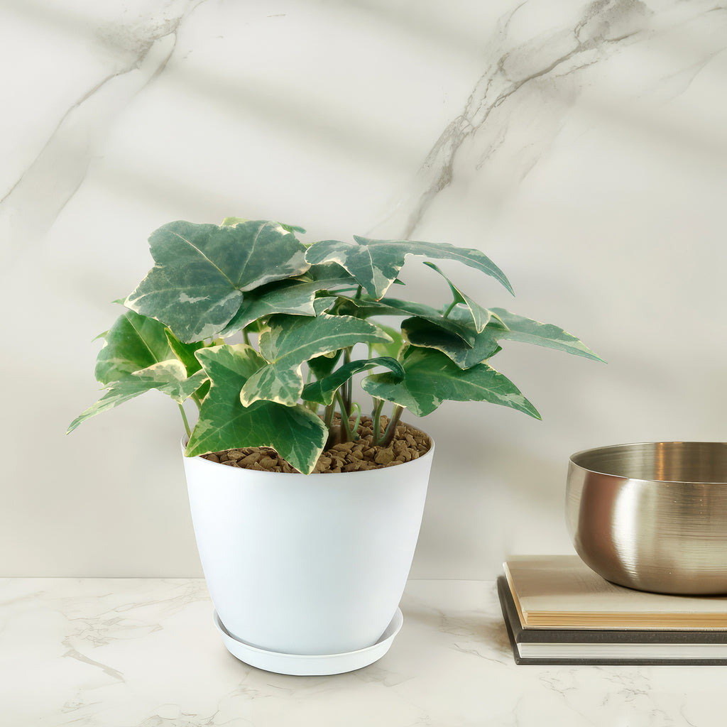 Glacier Ivy Plant – Hedera Helix ‘Glacier Ivy’