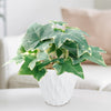 Glacier Ivy Plant – Hedera Helix ‘Glacier Ivy’