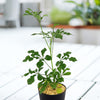 Cussonia spicata