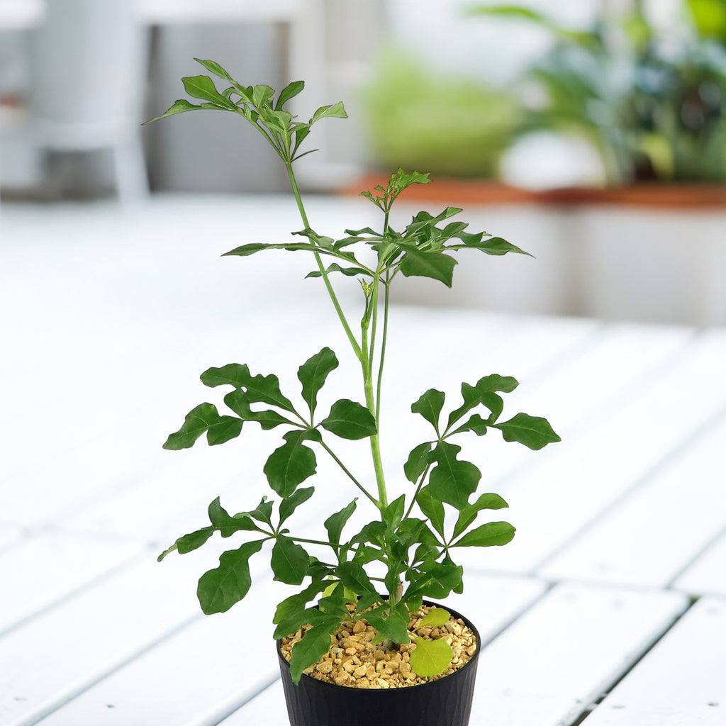 Cussonia spicata