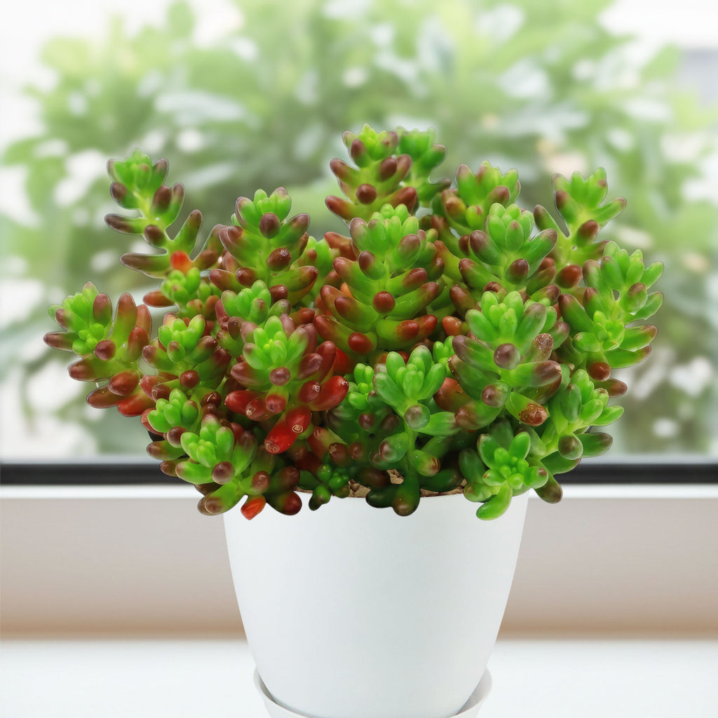 Jelly Bean Succulent &