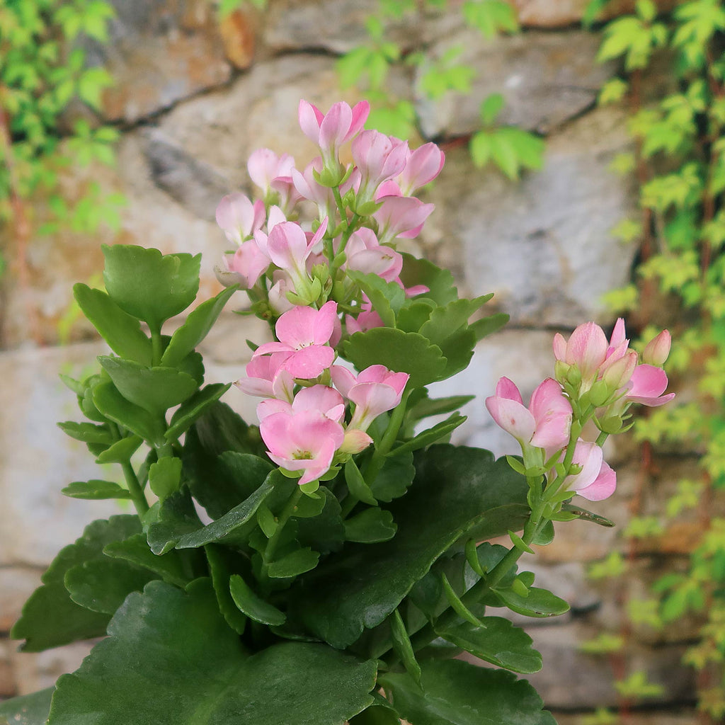 patrol_placeholder_a6ead9acc5af34cb22c78a05ed144ef7