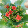 Close-up of a Flaming Katy Plant showing clusters of bright red flowers and buds among thick green leaves.