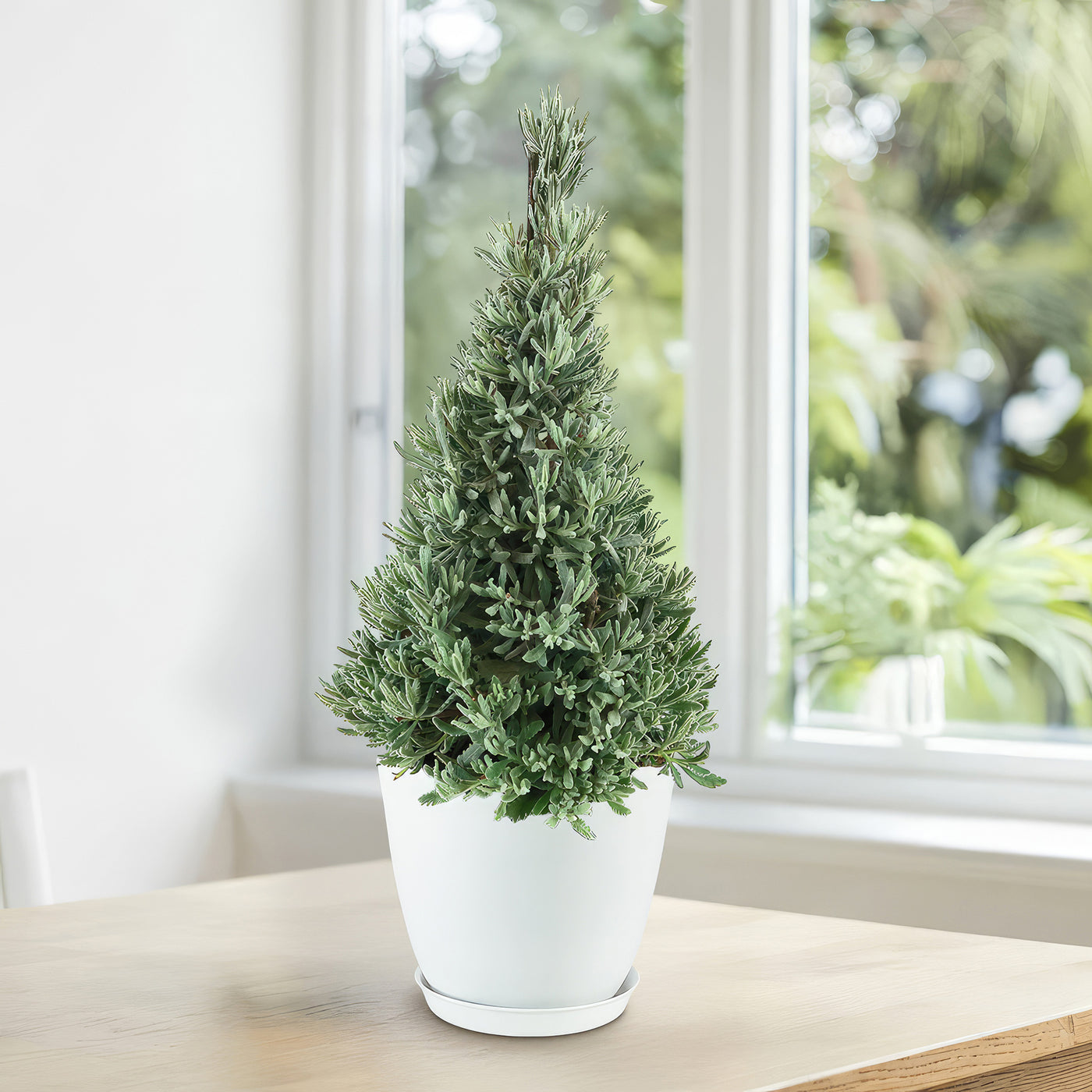 lavender cone plant Lavender Christmas Tree 6" Pot / Self Watering / Without Pot