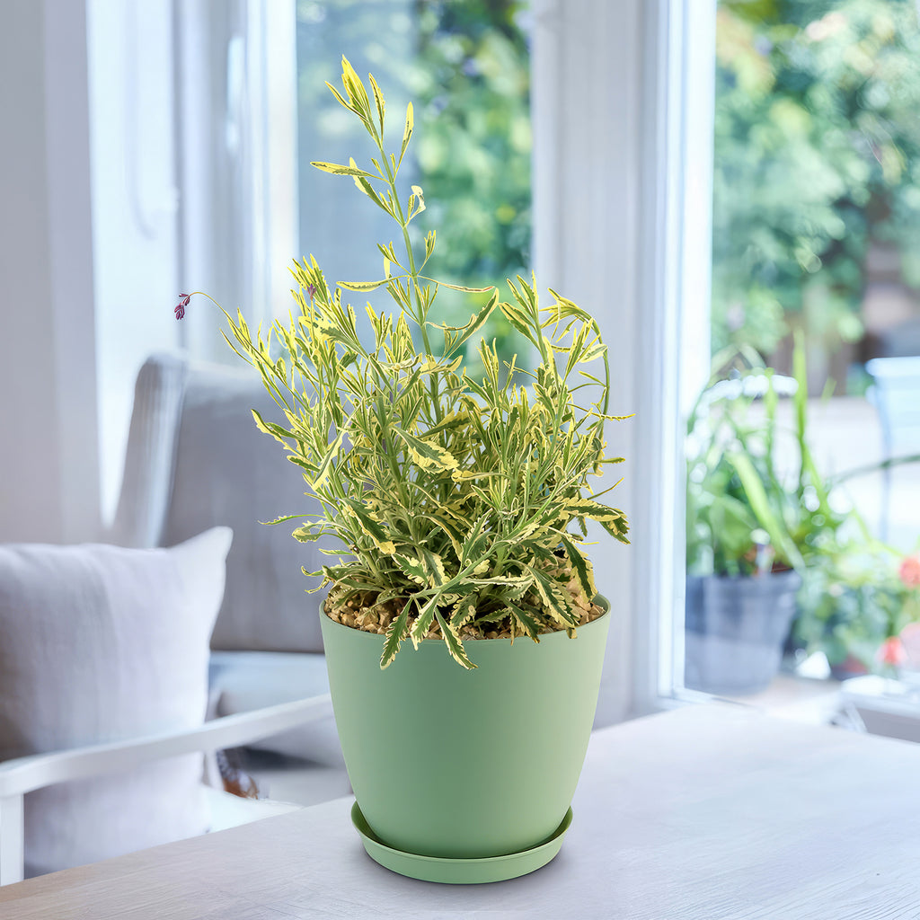 Lavender Mint Julep Plant