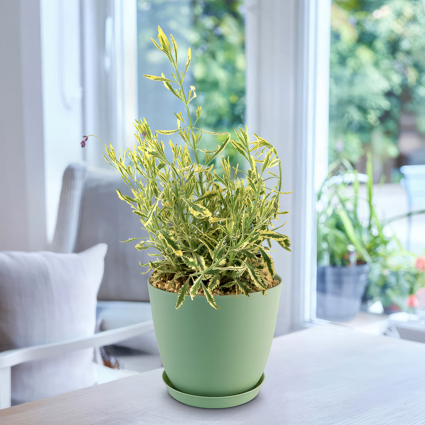 Lavender Mint Julep Plant 2 Gal / Teal / Without Pot