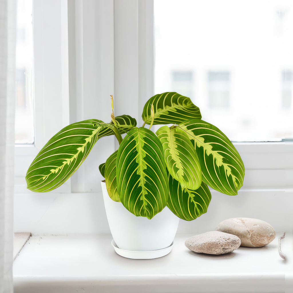 Lemon Lime Maranta ‘Lemon Lime Prayer Plant’