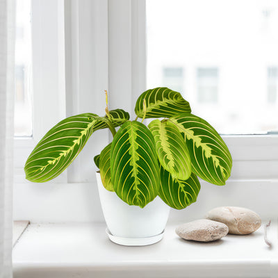Lemon Lime Maranta ‘Lemon Lime Prayer Plant’ 8