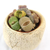 Close-up of a Lithops arrangement in a tan rock pot, showcasing green, brown, and purple “Living Stones” for desert-themed decor.