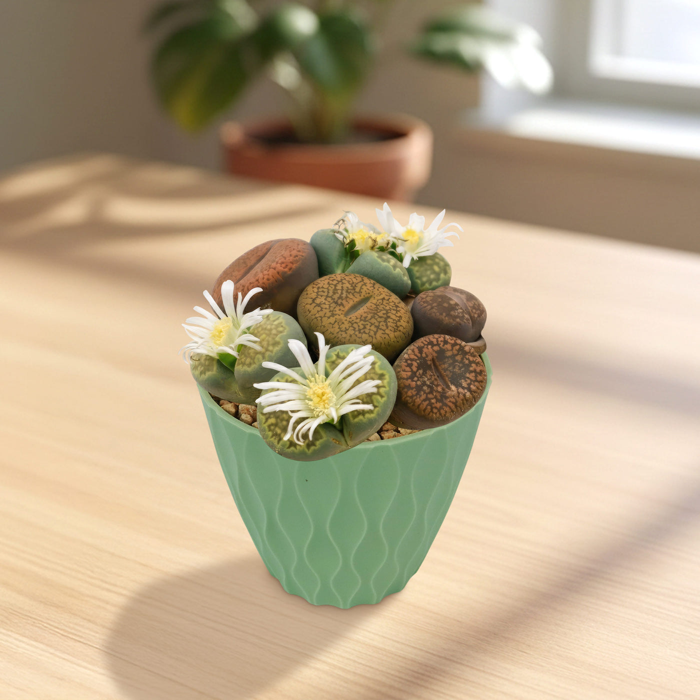 stone succulents for sale Buy 'Living Stones Garden - Assortment of Lithops Plants'