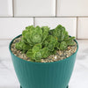 Mountain Rose Succulent ‘Aeonium dodrantale’ (Greenovia dodrantalis)