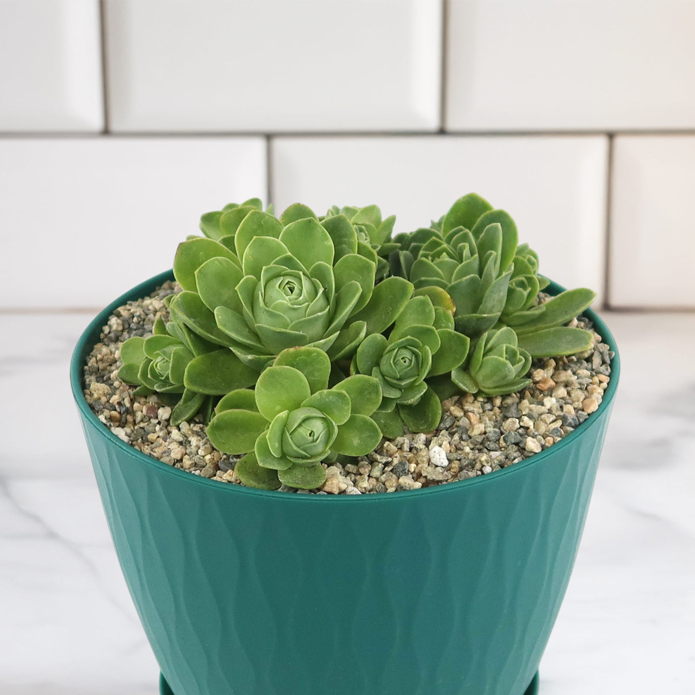 greenovia dodrantalis succulents Shop 'Mountain Rose Succulent – Aeonium dodrantale' Care and Growing Guide