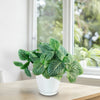 Nerve Plant - Fittonia ‘White Anne’