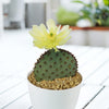 Opuntia Santa Rita Prickly Pear