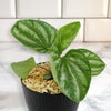 Peperomia ‘Ecuador’