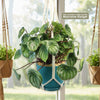 Watermelon Peperomia Plant