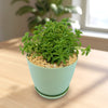Peperomia axillaris