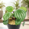 Watermelon Peperomia Plant