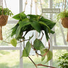 Heartleaf Philodendron (Philodendron hederaceum)